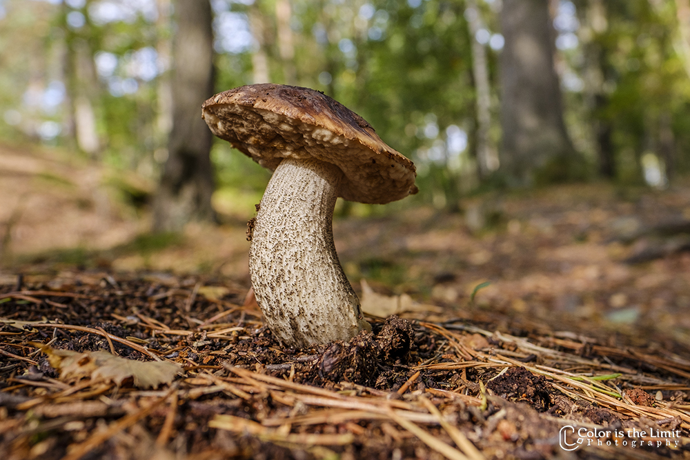 Delsjöområdet Naturreservat Göteborg, Sverige