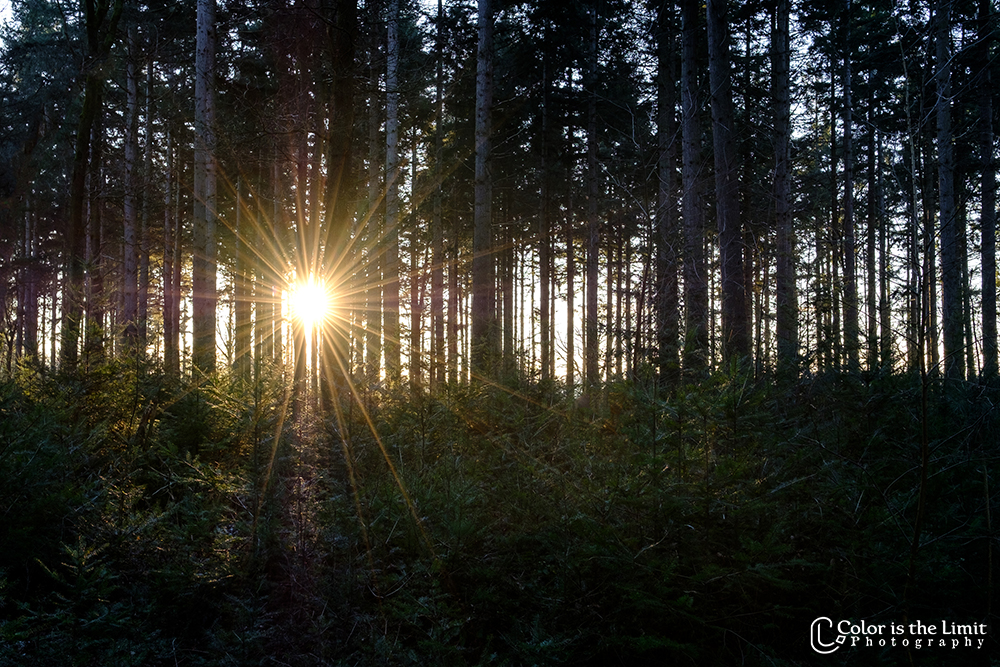 Stiphoutse Bossen, Helmond