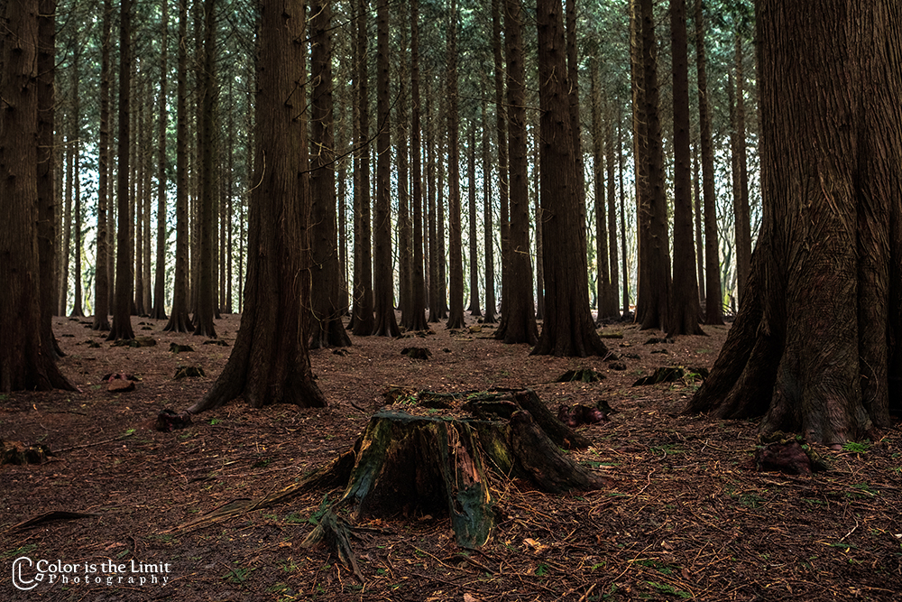 Speulderbos | Garderen