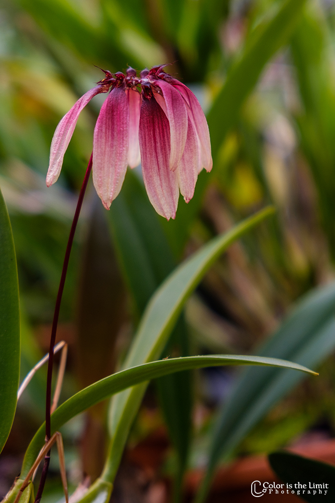 Hortus Botanicus Leiden