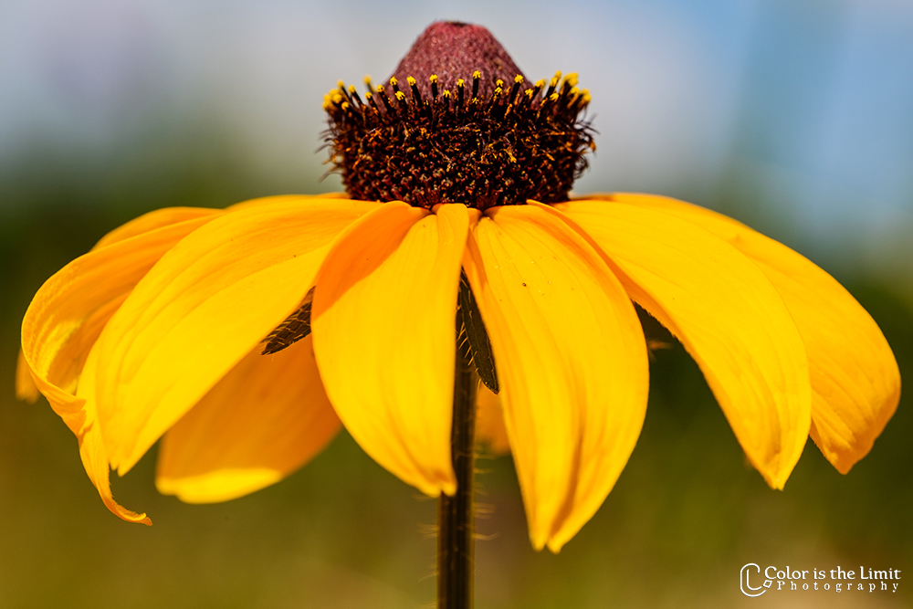Pluktuin Mooy | Aarle-Rixtel