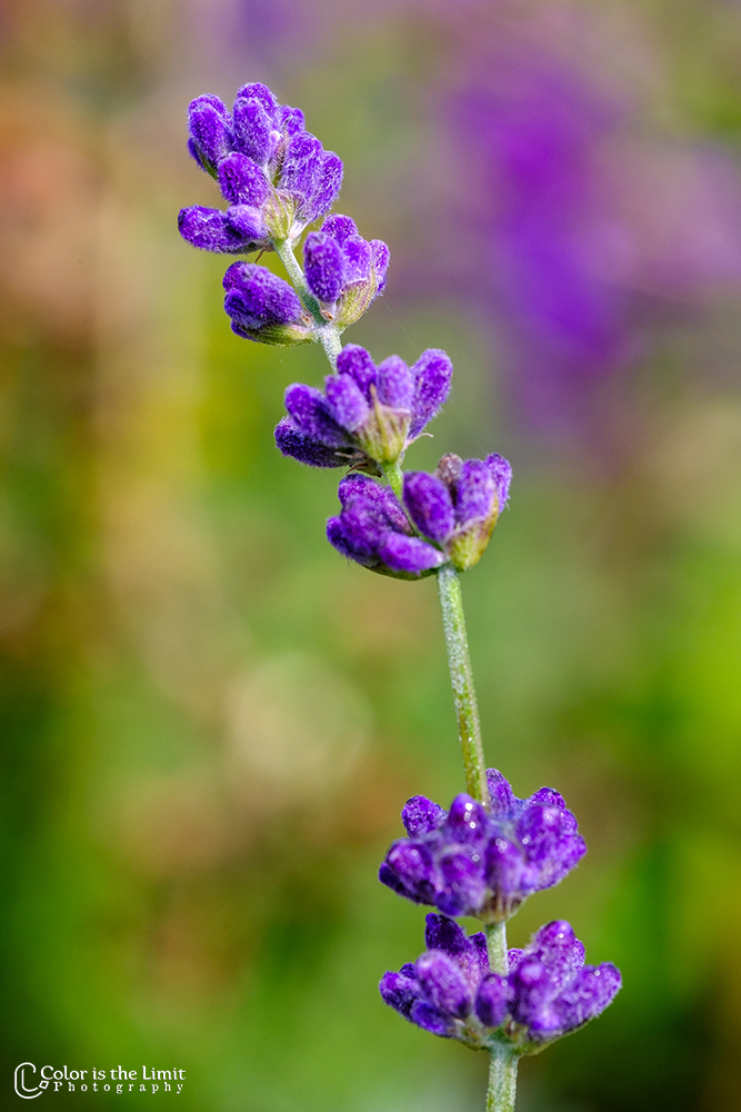 Pluktuin Mooy | Aarle-Rixtel