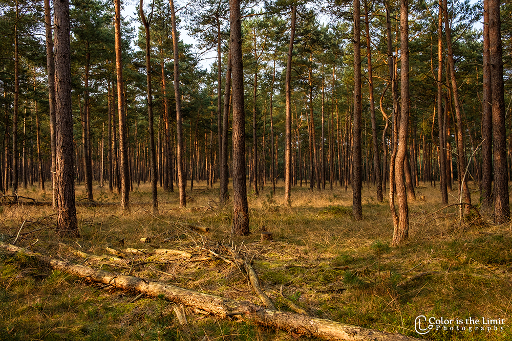 Nationaal Park de Hoge Veluwe