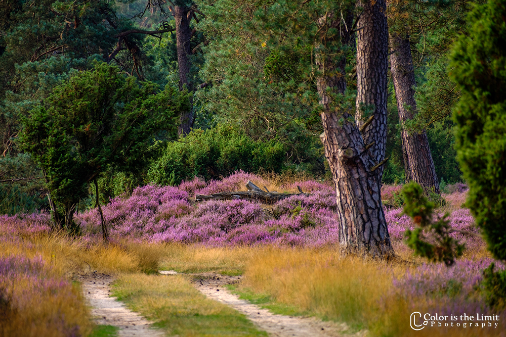 Nationaal Park de Hoge Veluwe