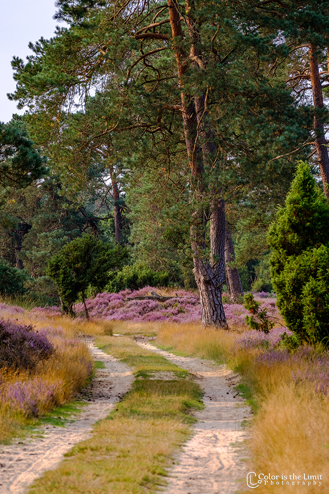 Nationaal Park de Hoge Veluwe