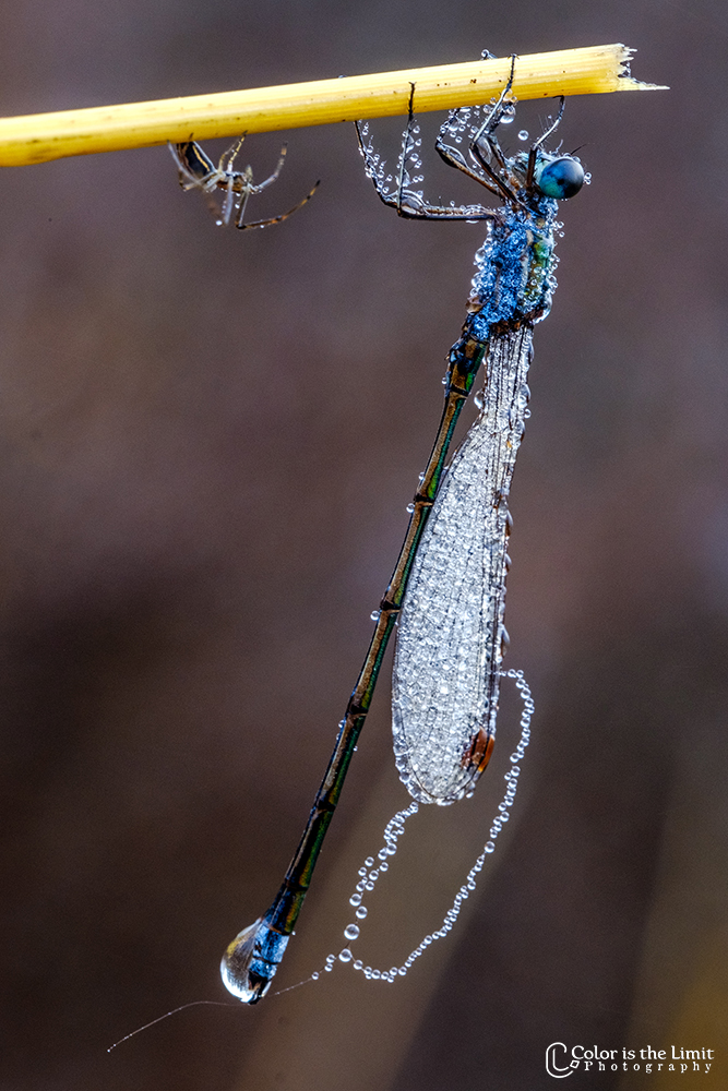 Helmond - Stiphoutse bossen - Libelle