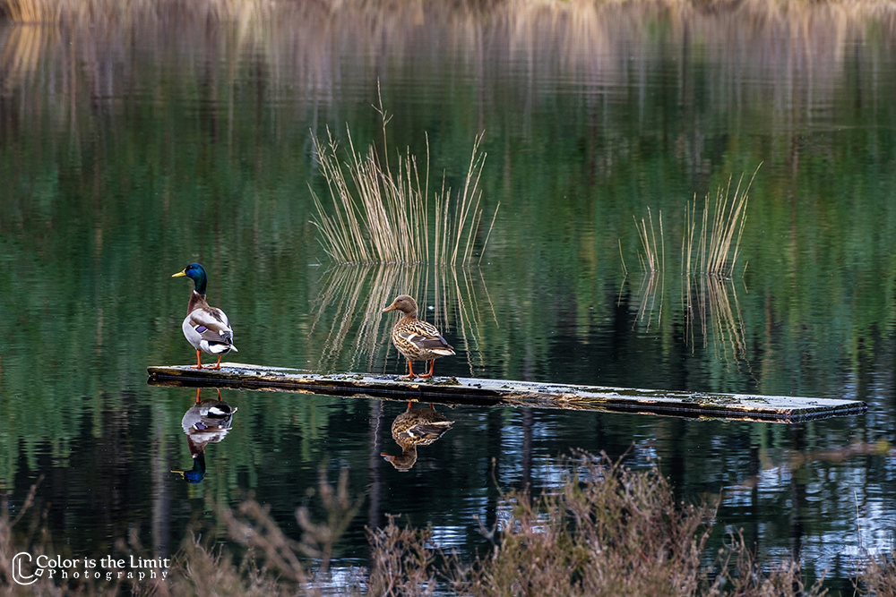 Project 'Het Verdronken Bankje' | Kromven, Stiphoutse bossen