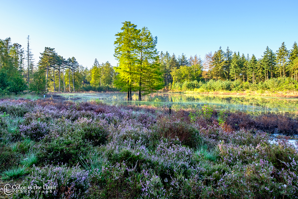 Project 'Het Verdronken Bankje' | Kromven, Stiphoutse bossen
