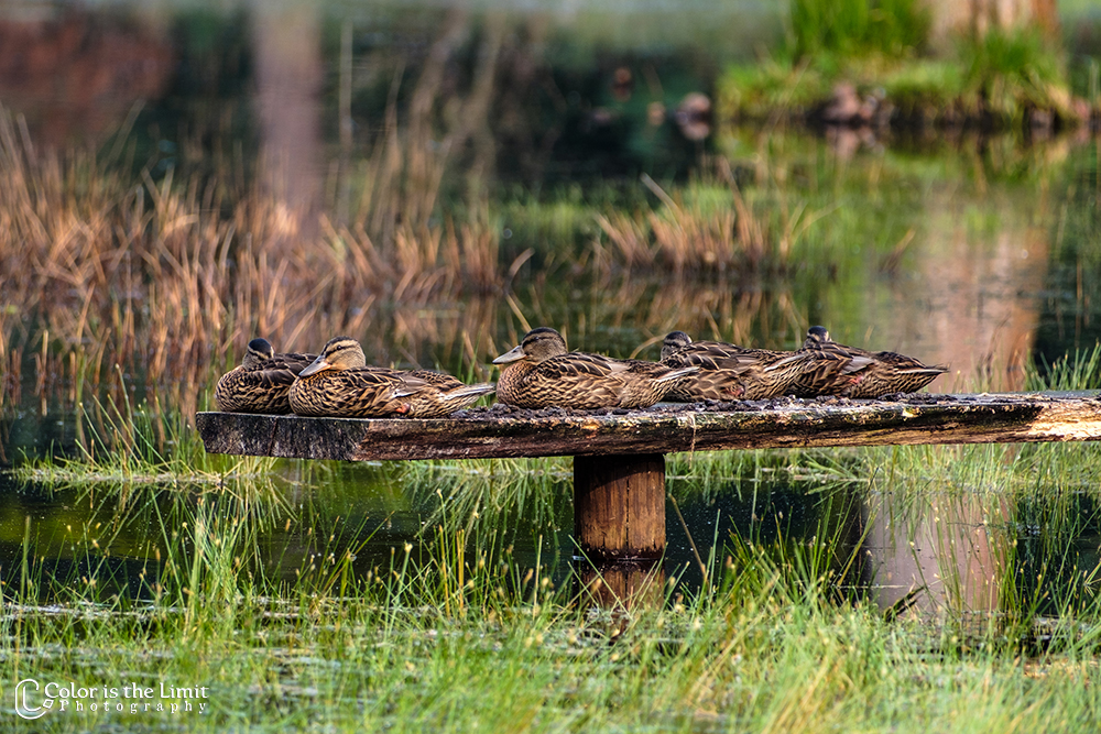 Project 'Het Verdronken Bankje' | Kromven, Stiphoutse bossen