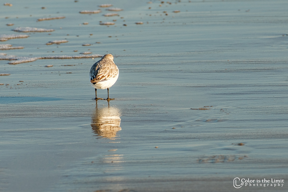 Renesse | drieteenstrandloper