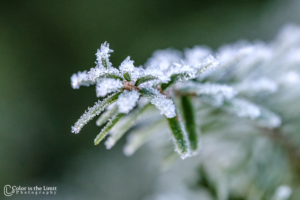 Winterse ochtend in de Stiphoutse bossen