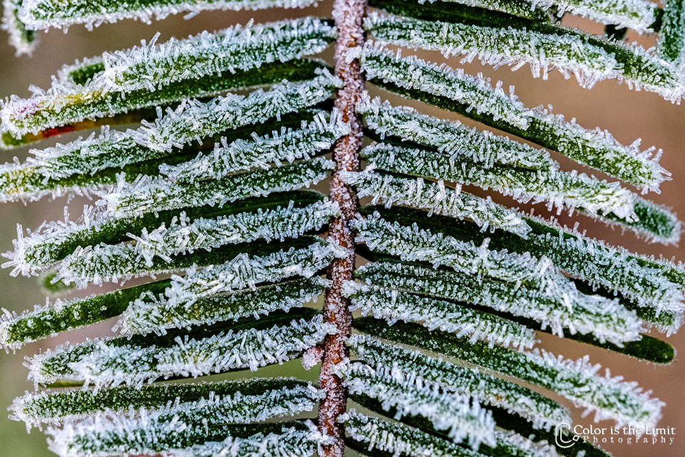 Winterse ochtend in de Stiphoutse bossen