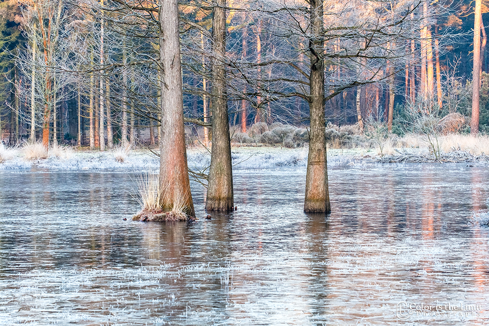 Winterse ochtend in de Stiphoutse bossen