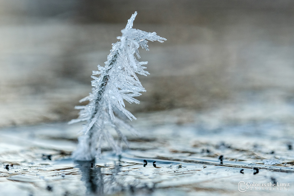Winterse ochtend in de Stiphoutse bossen