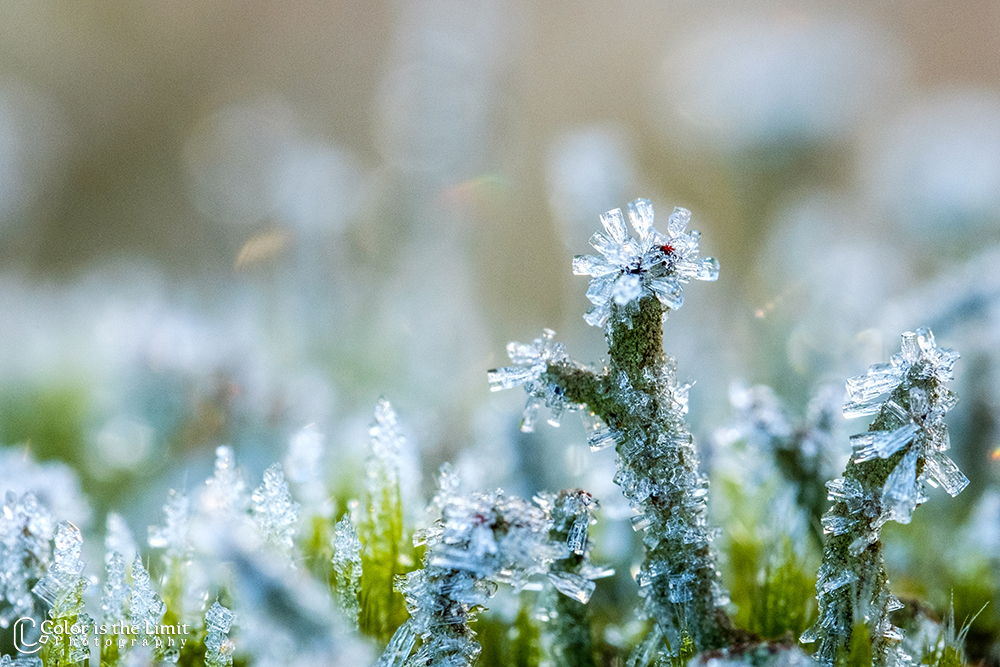 Winterse ochtend in de Stiphoutse bossen