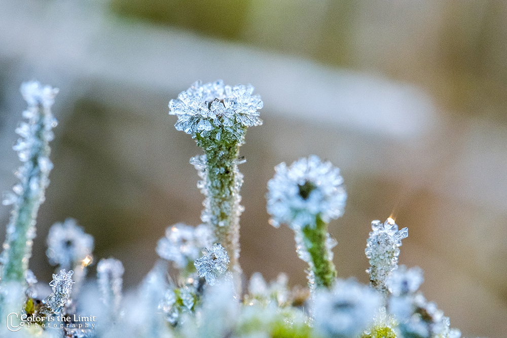 Winterse ochtend in de Stiphoutse bossen