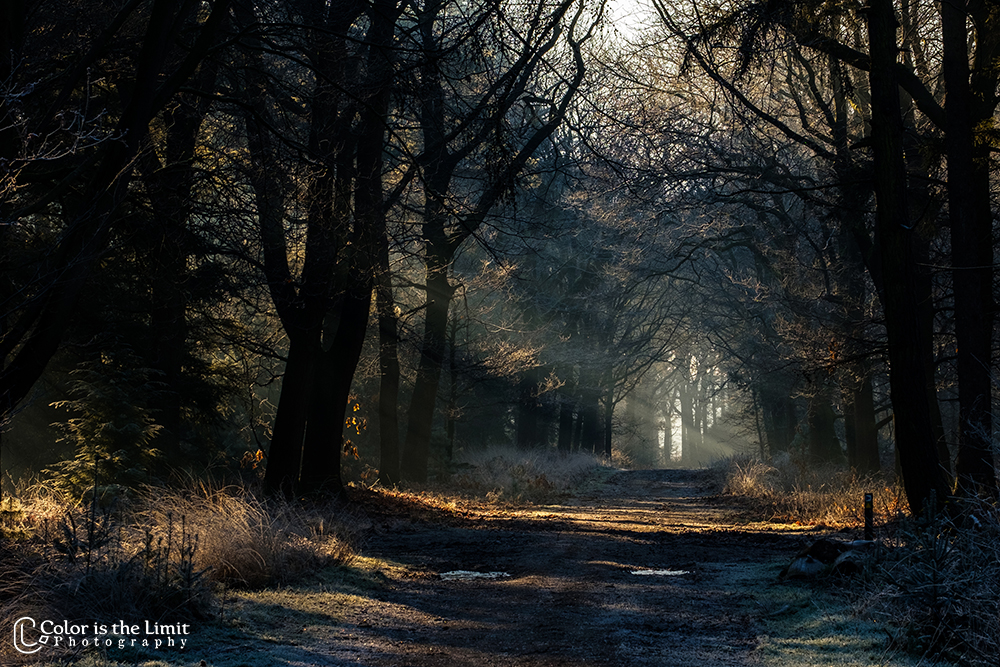 Winterse ochtend in de Stiphoutse bossen