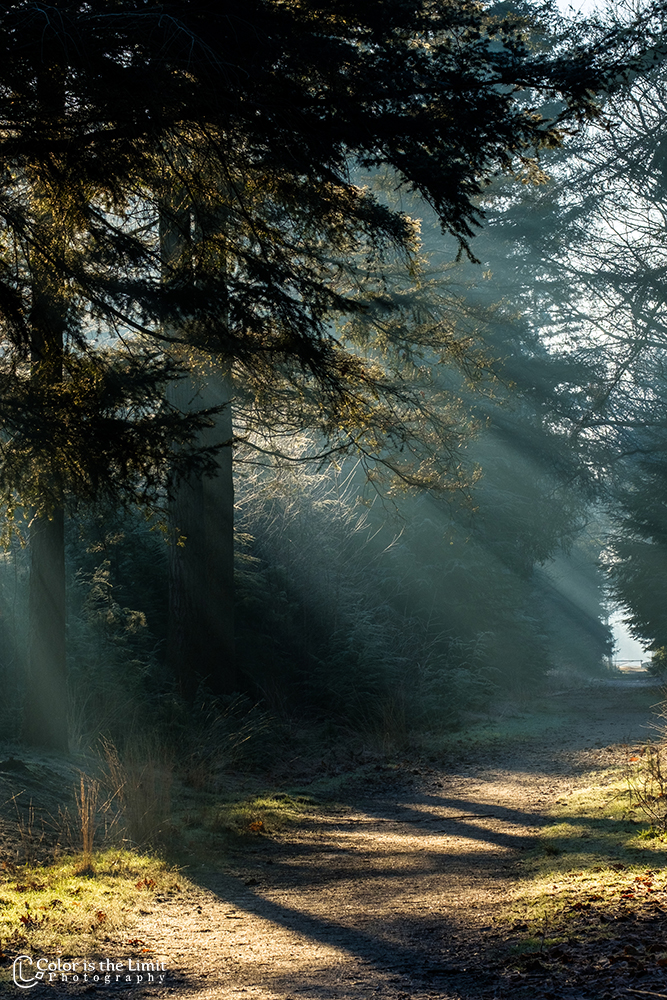 Winterse ochtend in de Stiphoutse bossen