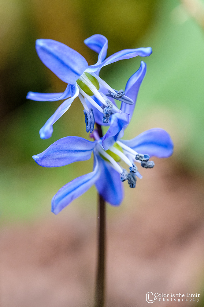Bloemen uit eigen tuin | Sterhyacint