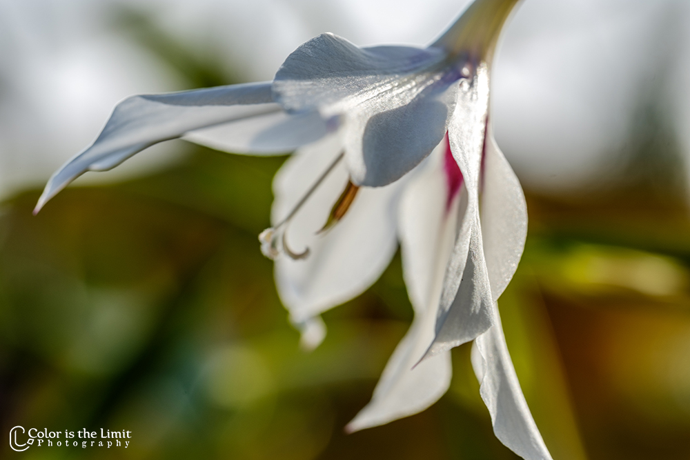 Bloemen uit eigen tuin | September