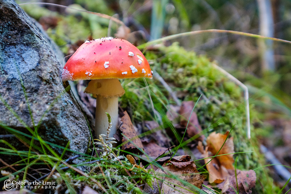 Stora Trehörningen - Tivedens National Park - Sverige