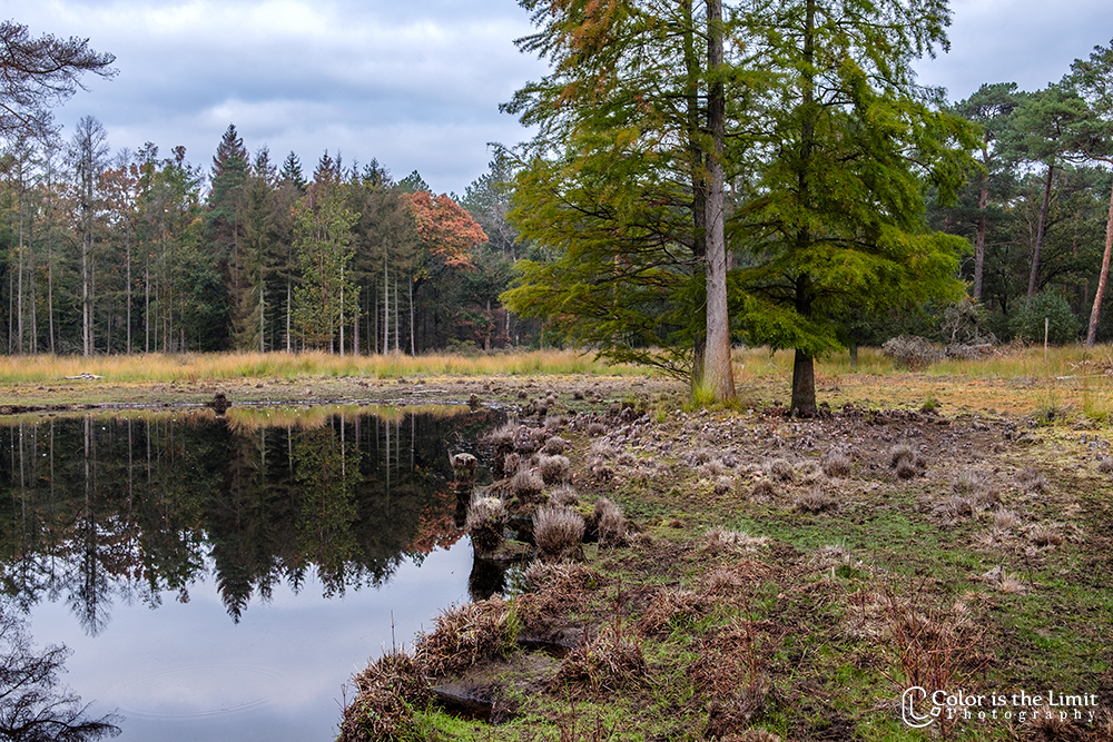 Stiphoutse bossen | Kromven
