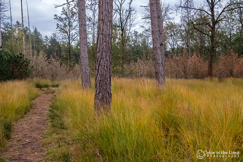 Stiphoutse bossen | Kromven