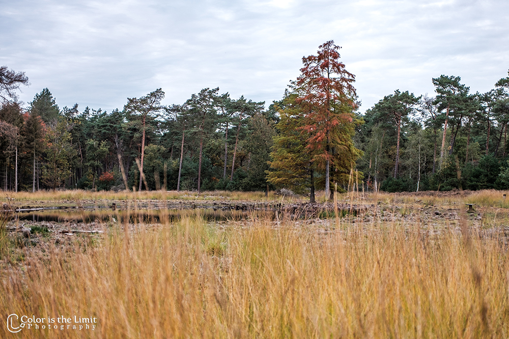 Stiphoutse bossen | Kromven