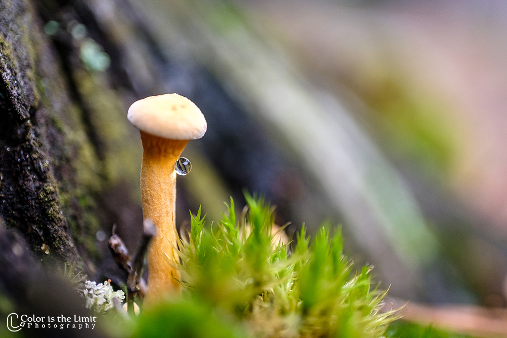Stiphoutse bossen | paddenstoelen