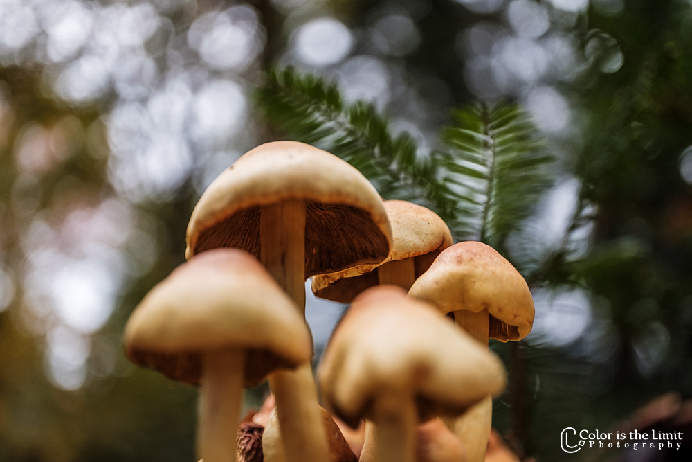 Stiphoutse bossen | paddenstoelen