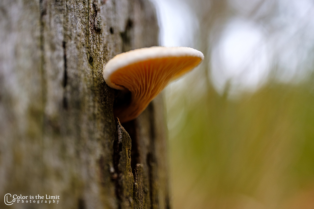 Stiphoutse bossen | paddenstoelen