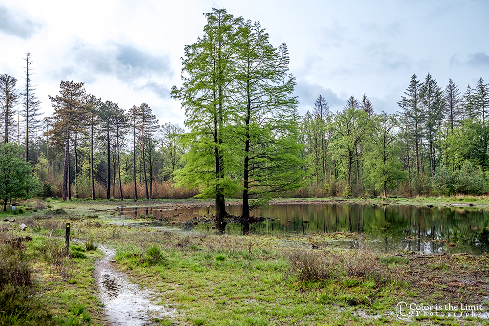 Project 'Het Verdronken Bankje' II | Kromven, Stiphoutse bossen