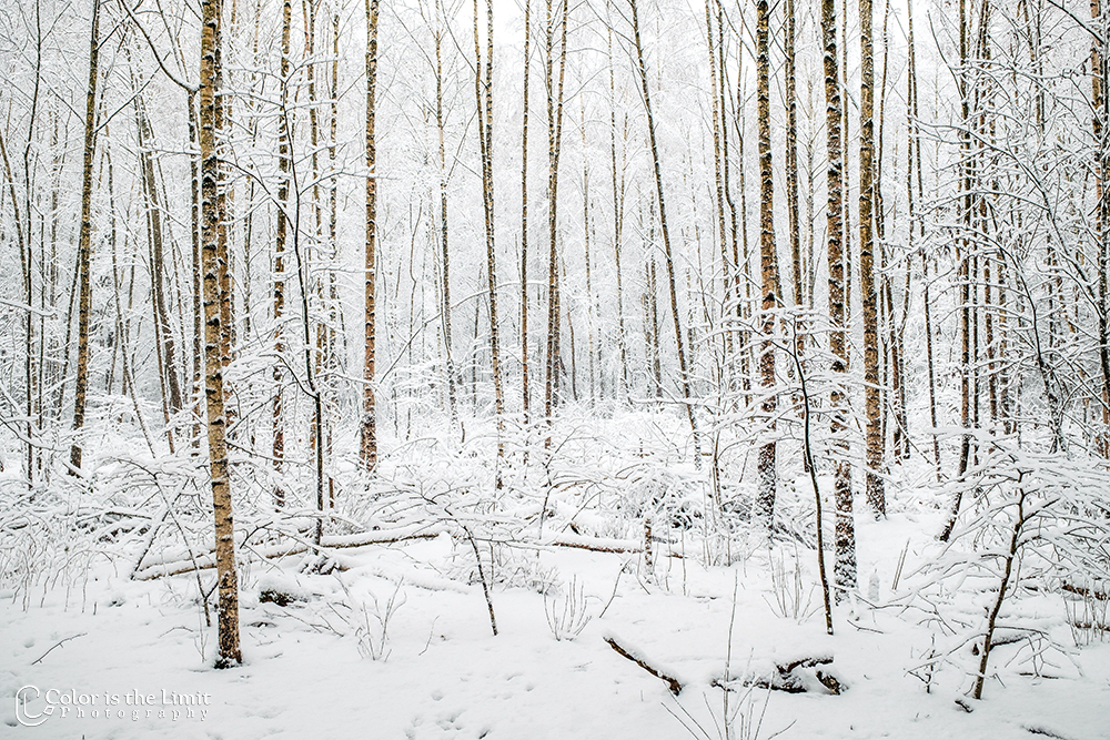 Helmond 't Groot Goor | Sneeuw