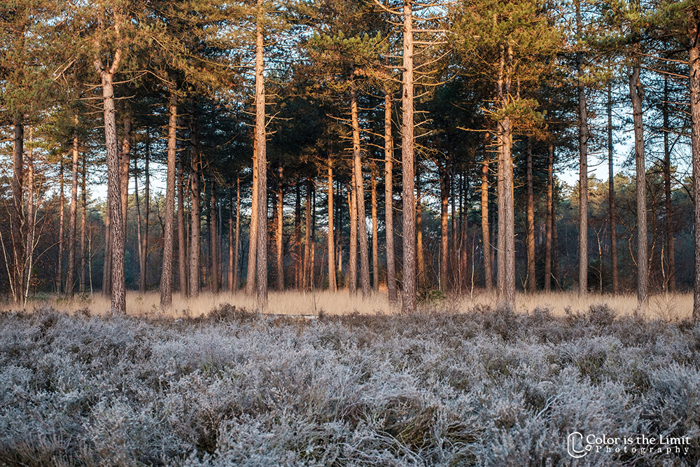 Winterwandeling | Stiphoutse bossen