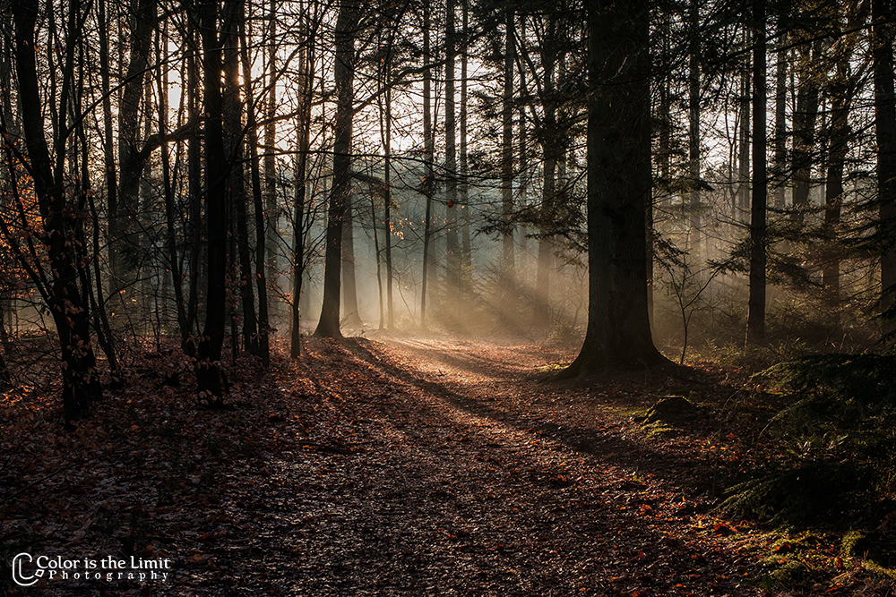 Winterwandeling | Stiphoutse bossen
