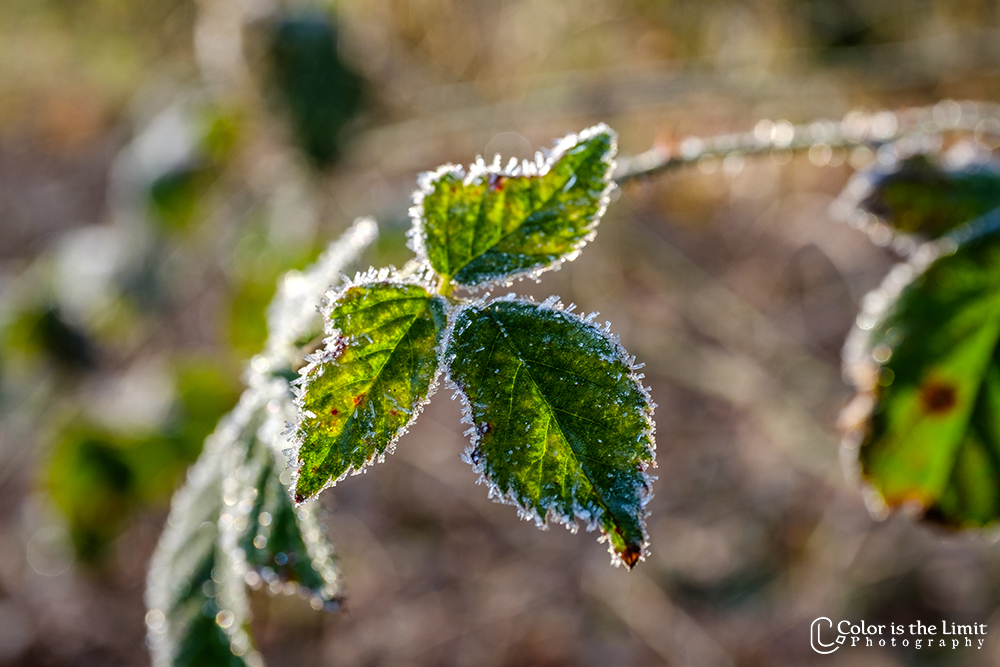 Ochtendwandeling | Stiphoutse bossen