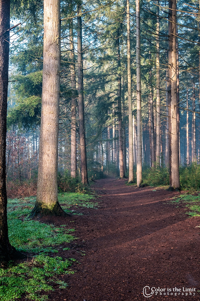 Zondagochtendwandeling | Stiphoutse bossen