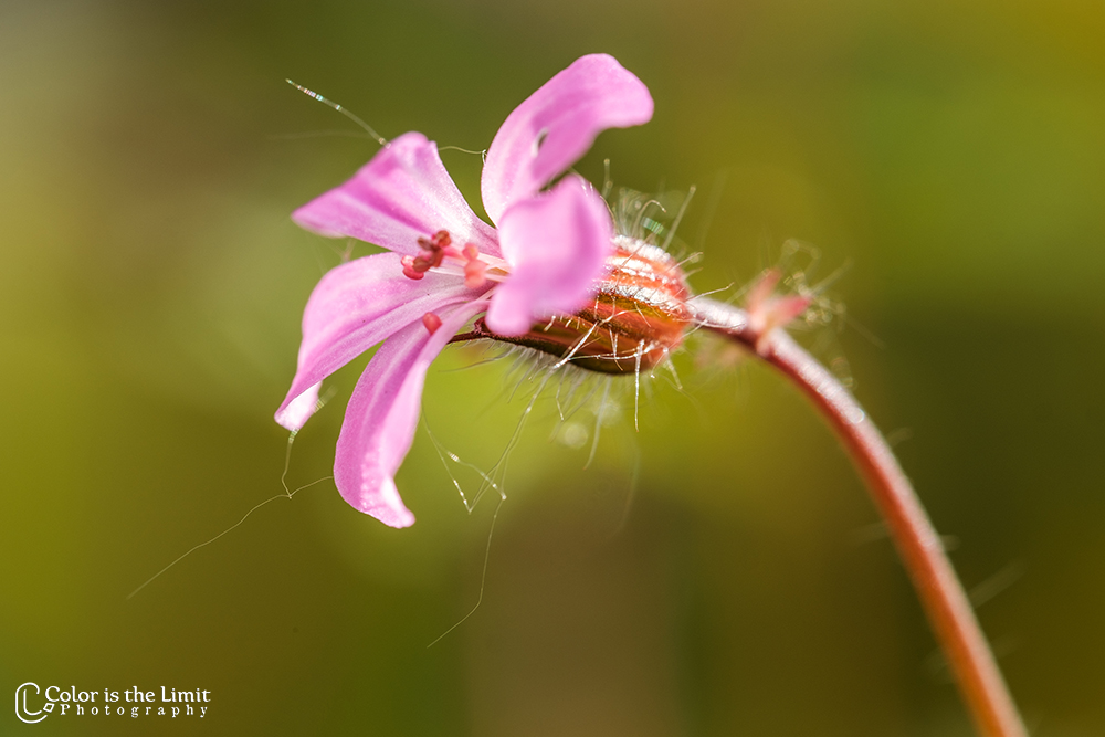 Geranium - Bloemen in eigen tuin
