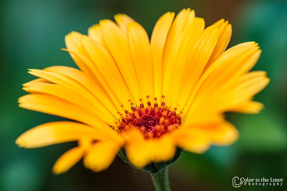 Calendula | Bloemen in eigen tuin