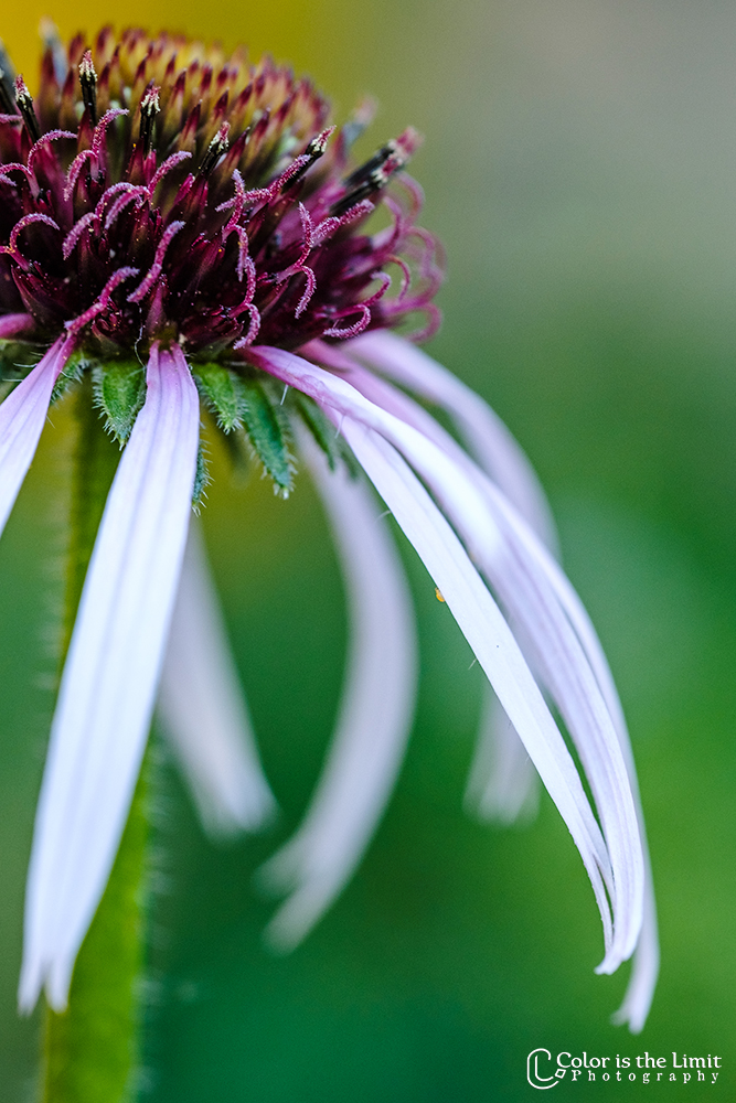 Echinacea pallida Hula Dancer | Bloemen in eigen tuin