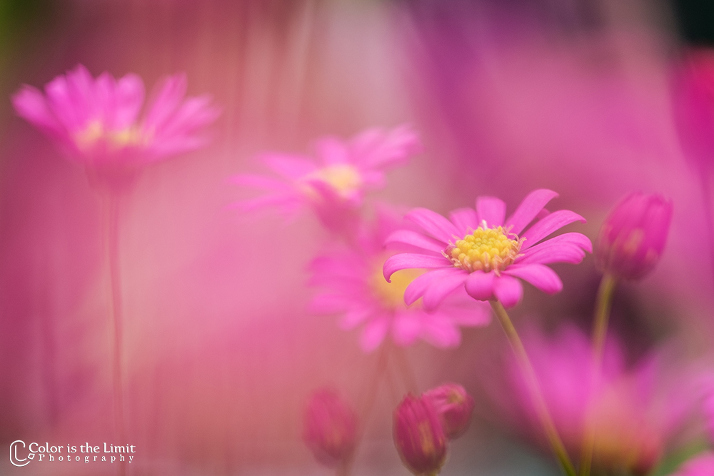 Bloemen uit eigen tuin | Brachyscome