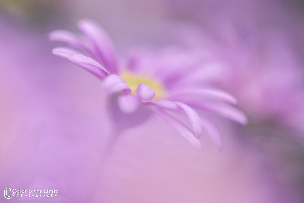 Bloemen uit eigen tuin | Brachyscome