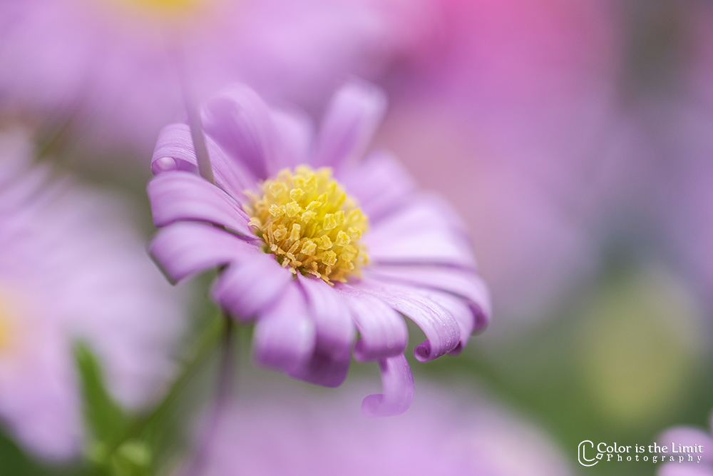 Bloemen uit eigen tuin | Brachyscome