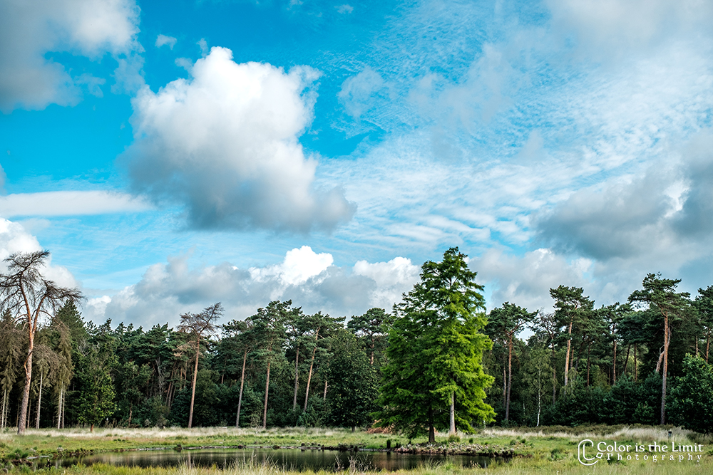Stiphoutse Bossen