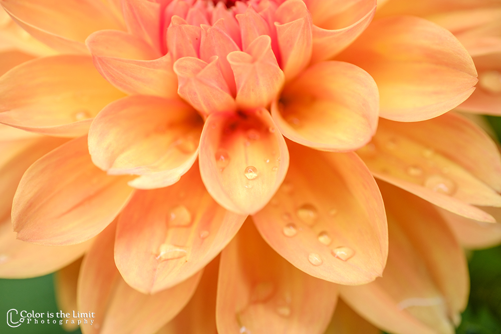 Dahlia | Bloemen uit eigen tuin