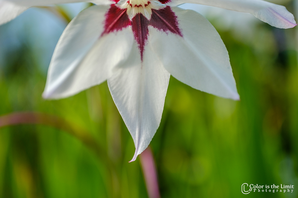 Ster Gladiool | Bloemen uit eigen tuin