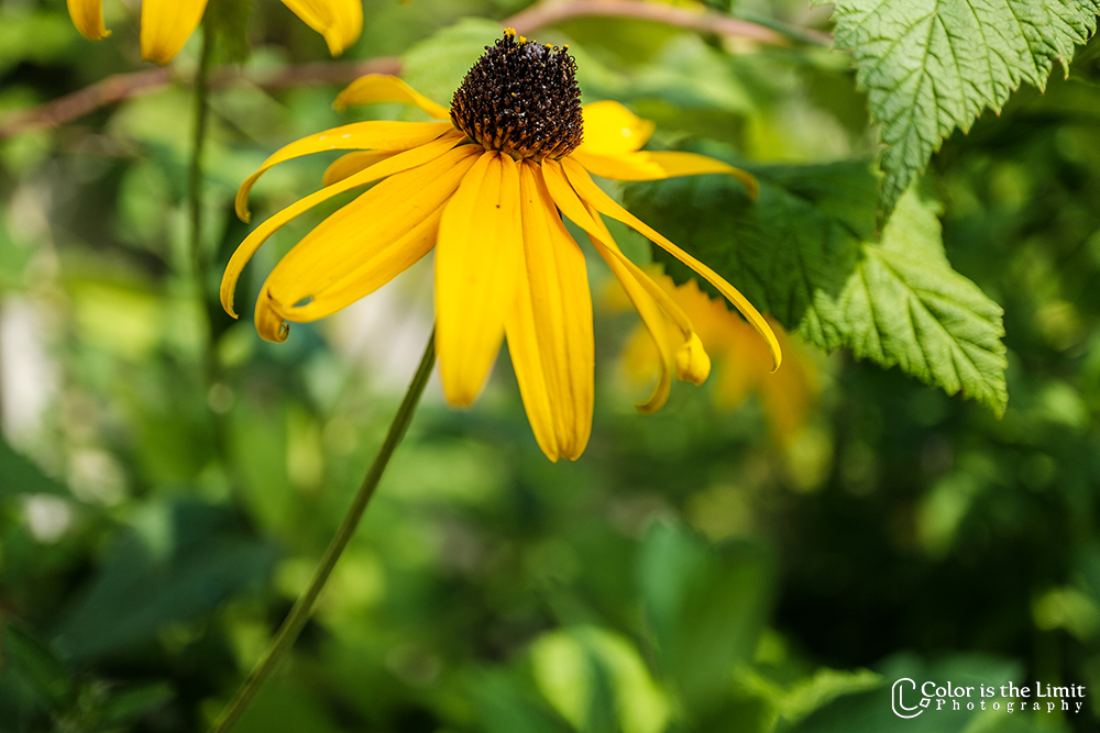 Zonnehoedje | Bloemen uit eigen tuin