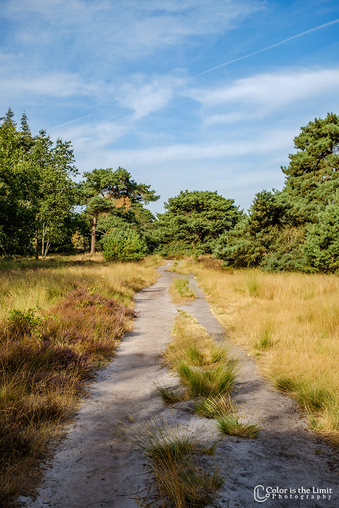 Stiphoutse bossen | Helmond