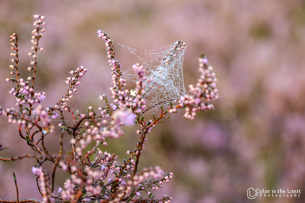Stiphoutse bossen | Helmond